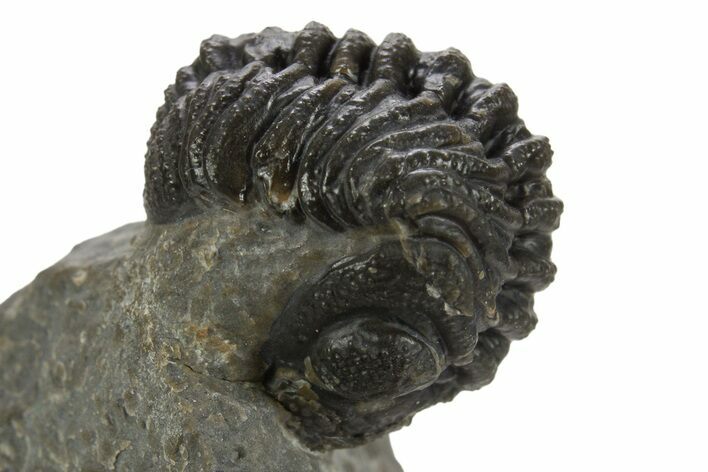 Wide Enrolled Austerops Trilobite - Morocco #323180
